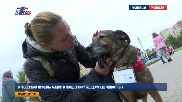 Благотворительная акция в поддержку бездомных животных