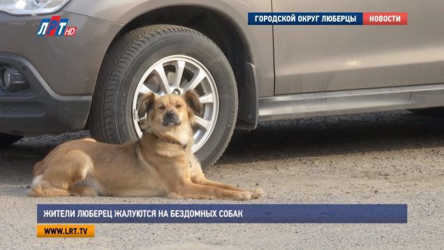 Жители Люберец жалуются на бездомных собак