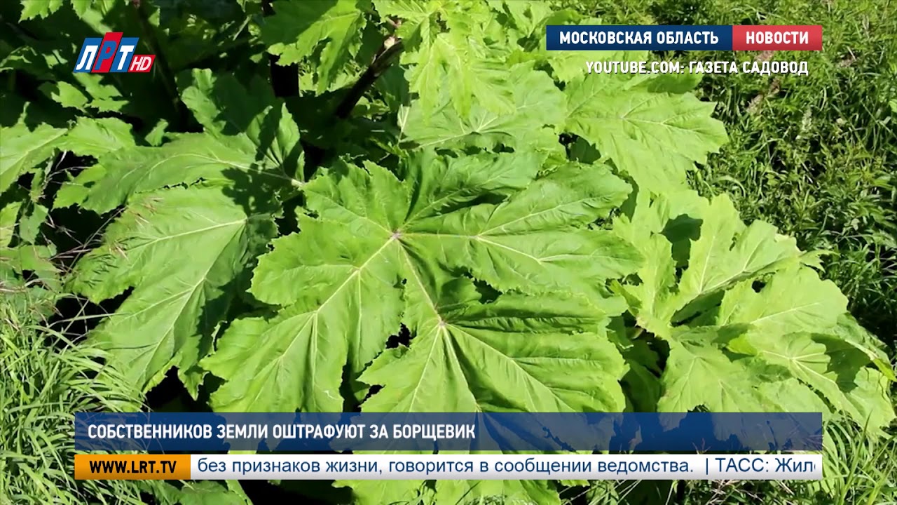 Собственников земли оштрафуют за борщевик