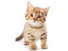 British kitten on white background