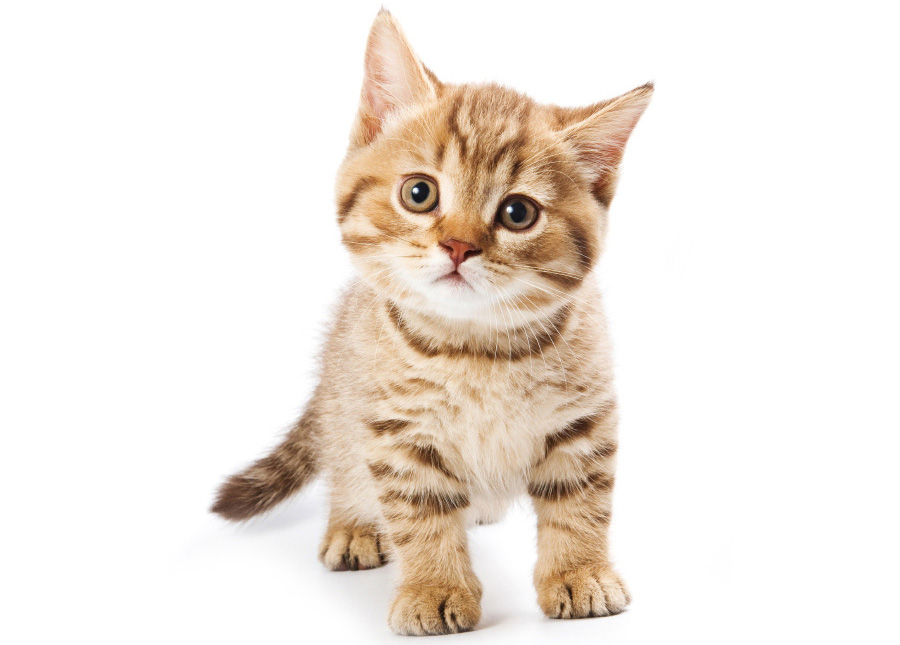 British kitten on white background