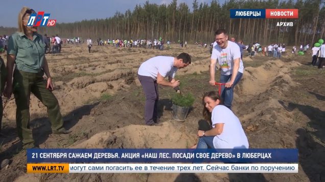 21 сентября сажаем деревья. Акция «Наш лес. Посади своё дерево» в Люберцах