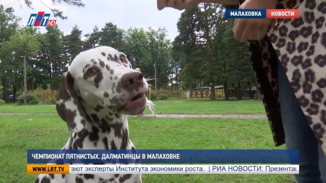 Чемпионат пятнистых. Далматинцы в Малаховке