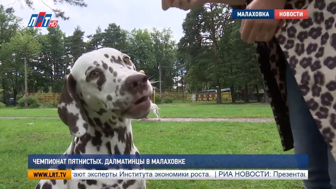 Чемпионат пятнистых. Далматинцы в Малаховке