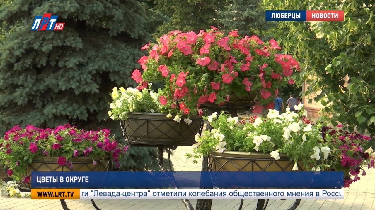 Цветы в округе
