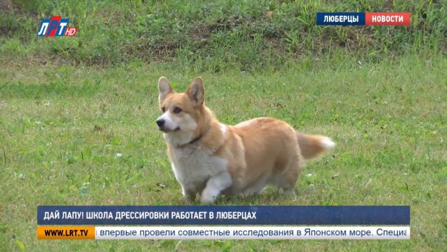 Дай лапу! Школа дрессировки работает в Люберцах