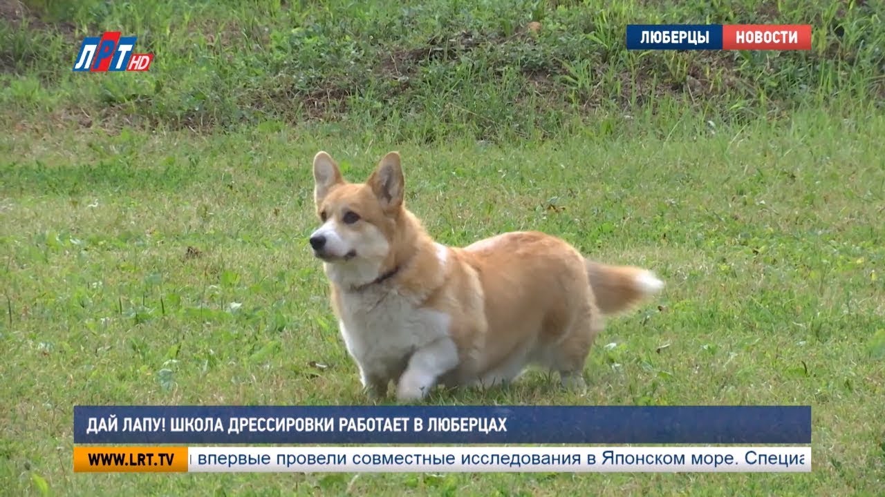 Дай лапу! Школа дрессировки работает в Люберцах