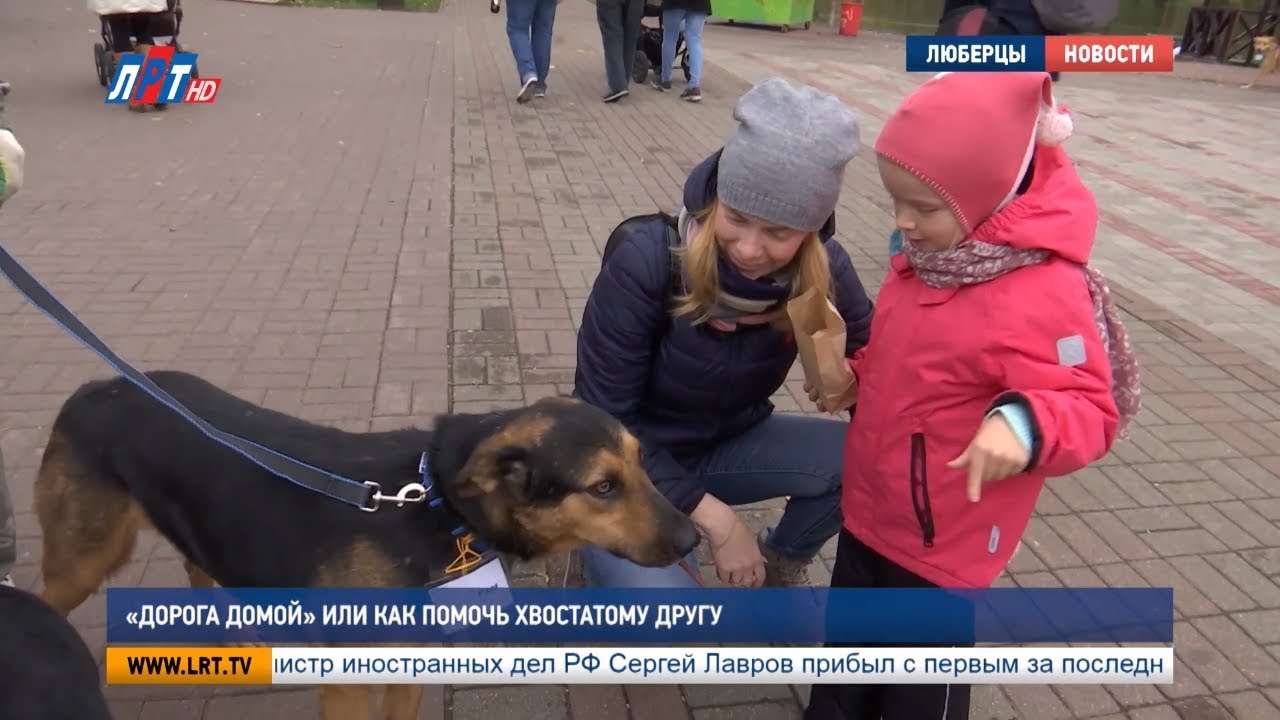 «Дорога домой» или как помочь хвостатому другу