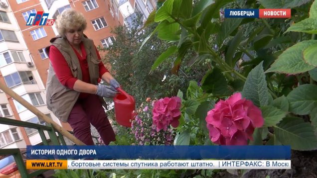 История одного двора