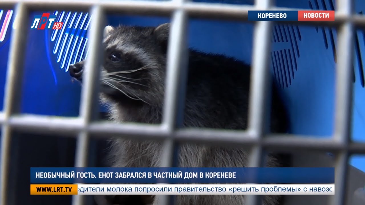 Необычный гость. Енот забрался в частный дом в Кореневе