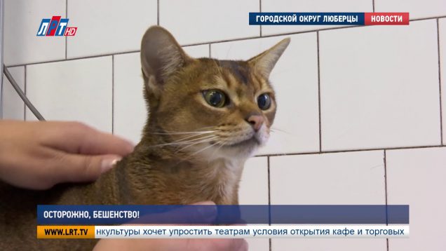 Осторожно, бешенство!