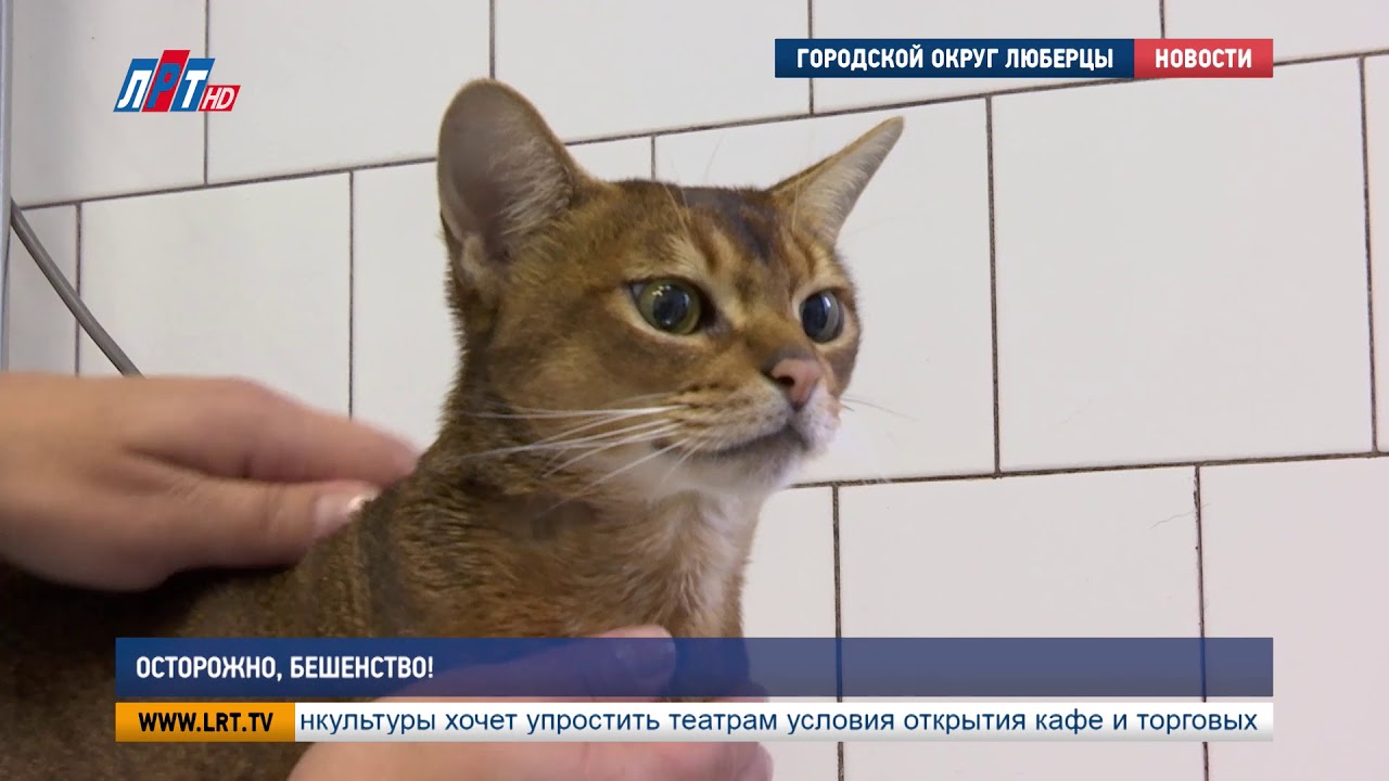 Осторожно, бешенство!