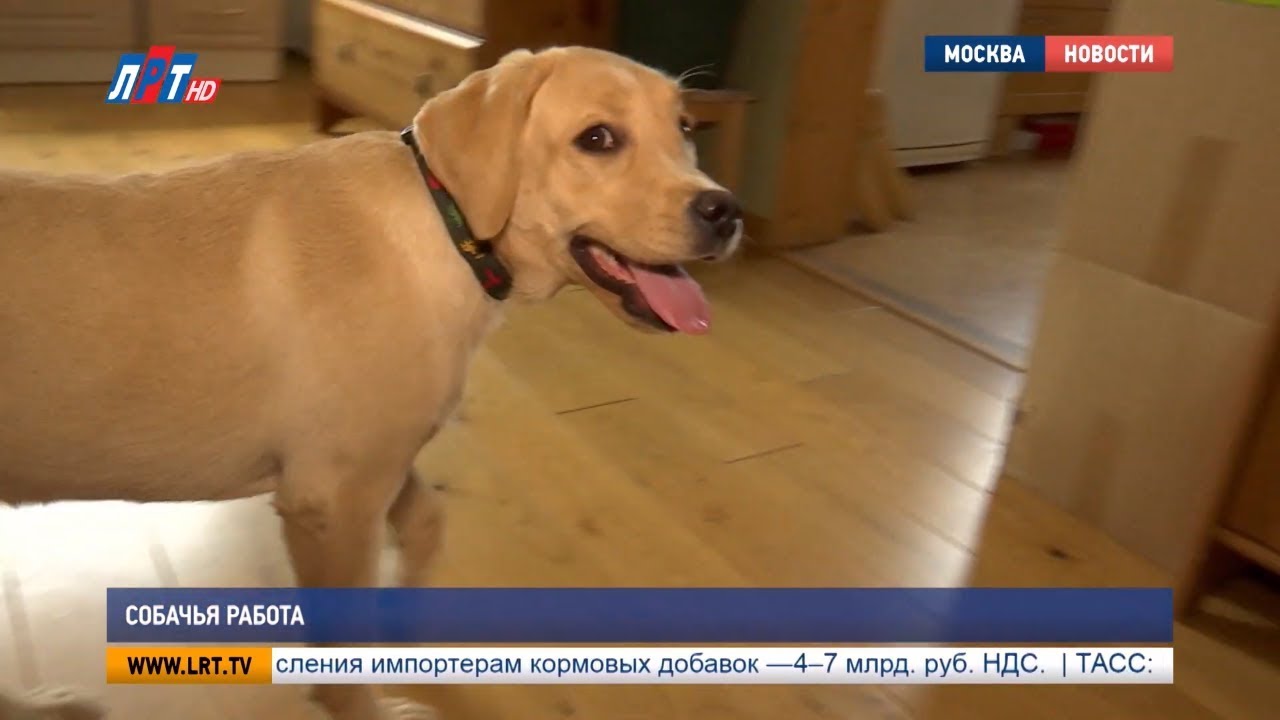Собачья работа