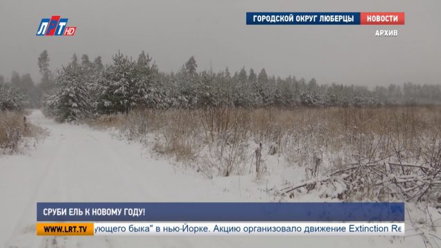 Сруби ель к Новому году!