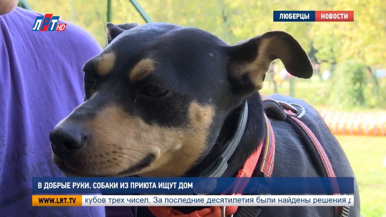 В добрые руки. Собаки из приюта ищут дом