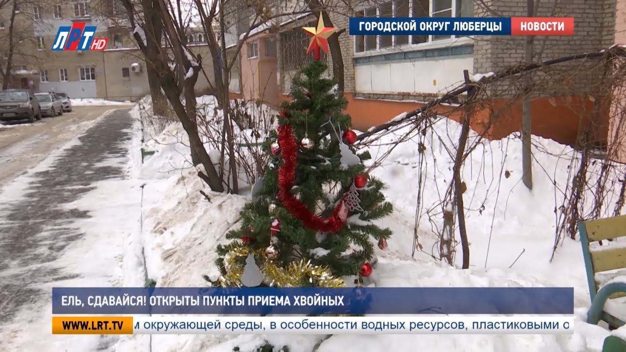 Ель, сдавайся! Открыты пункты приема хвойных