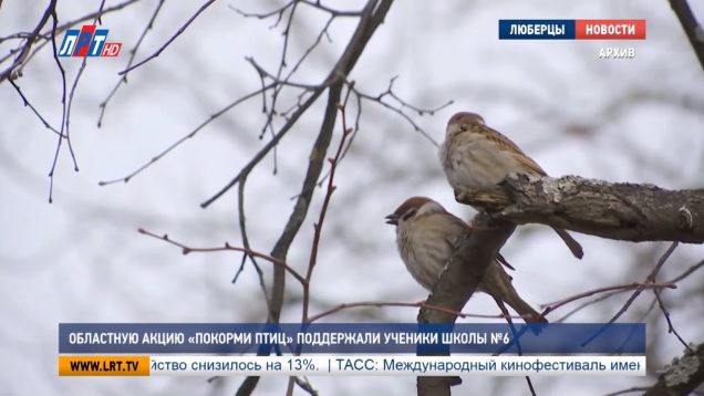 Областную акцию «Покорми птиц» поддержала школа №6