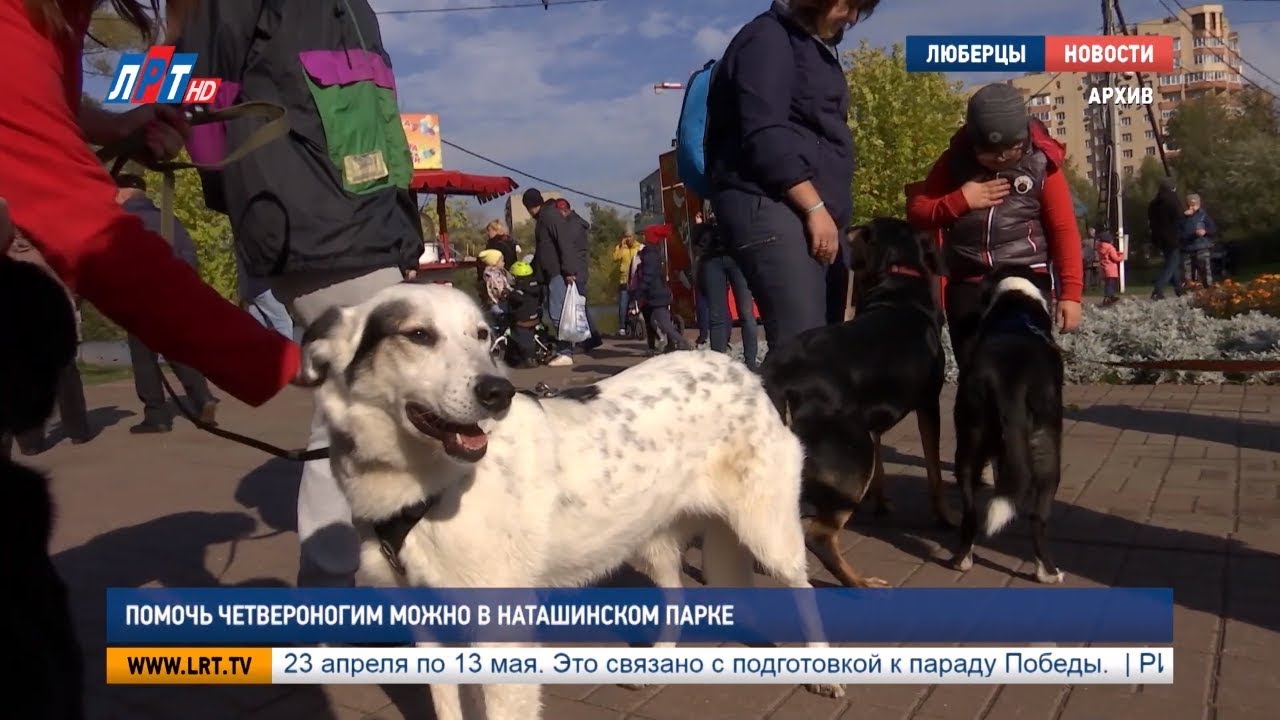 Помочь четвероногим можно в Наташинском парке