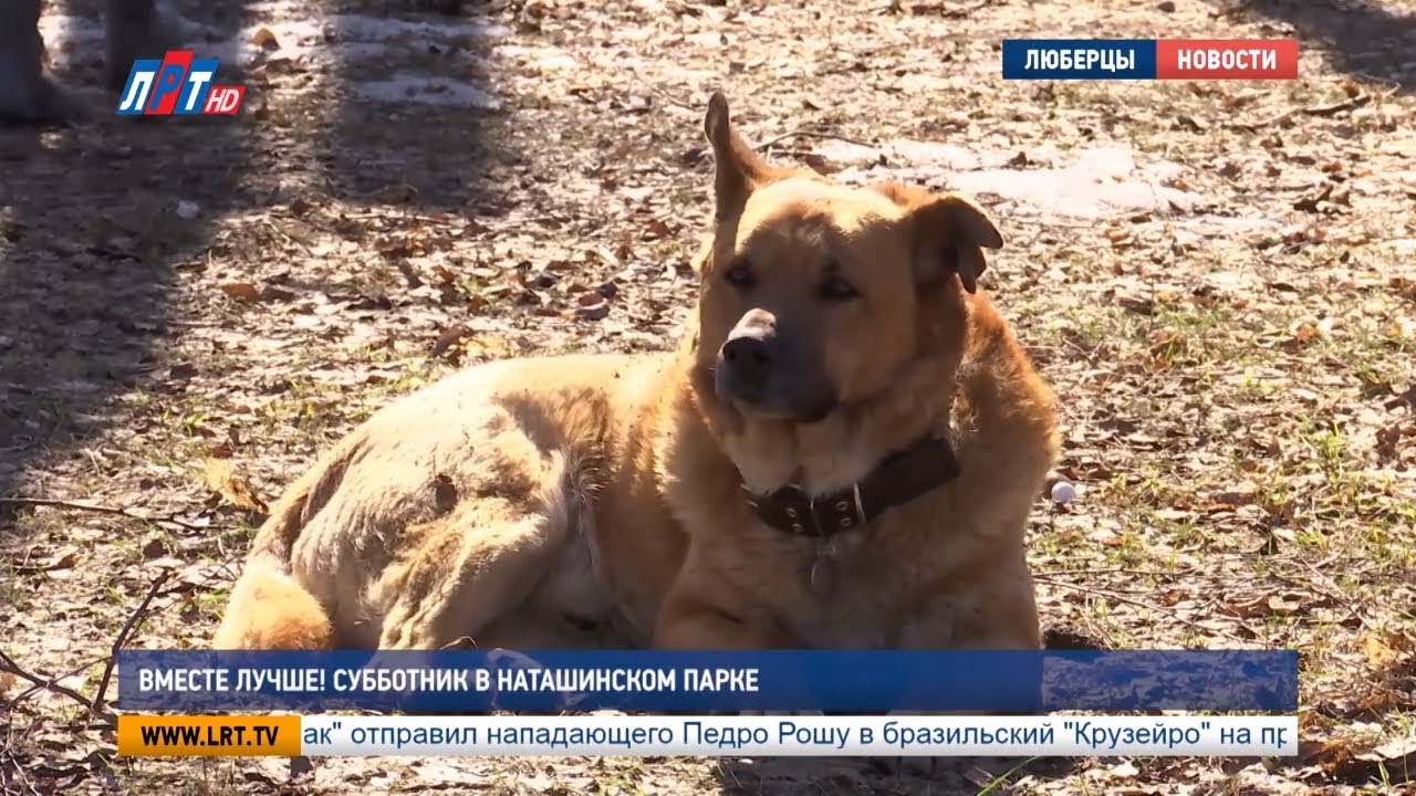 Вместе лучше! Субботник в Наташинском парке