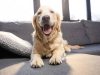 depositphotos_151109082-stock-photo-golden-retriever-dog