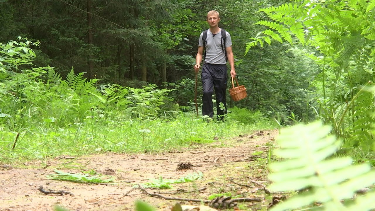 Ориентируйся по мху. Как не заблудиться в лесу
