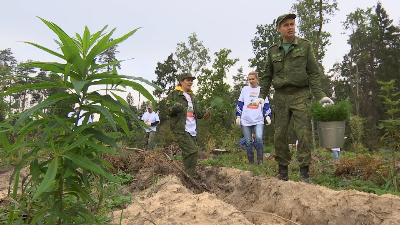 Наш лес. Посади свое дерево