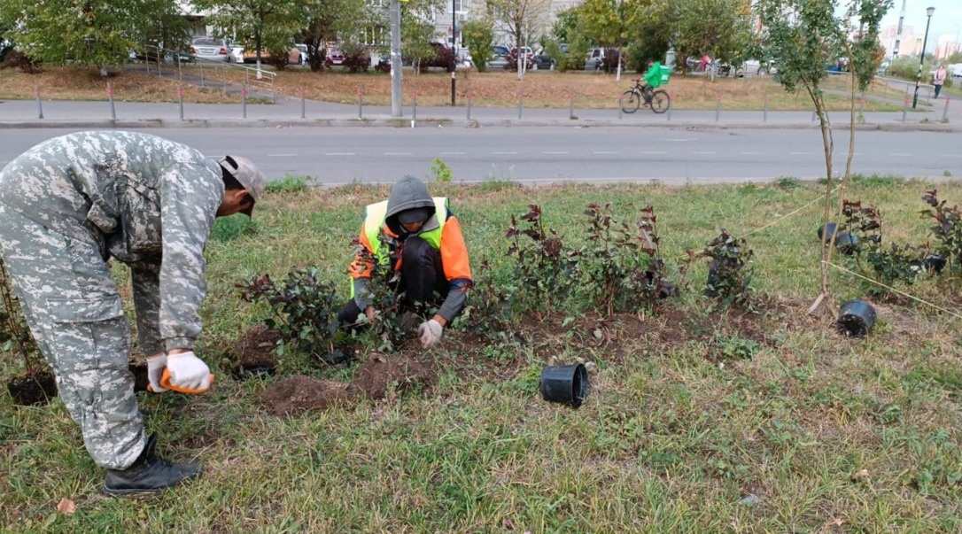 посадка кустов